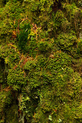 Variety of green moss texture