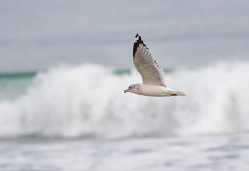 Shorebirds on Atlantic beach shore