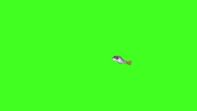 2 Fish Animation, Fish Swim Green Screen Video, 3D Animation, Underwater, Single and Group, Near camera, With Matte, Green screen, Chroma
