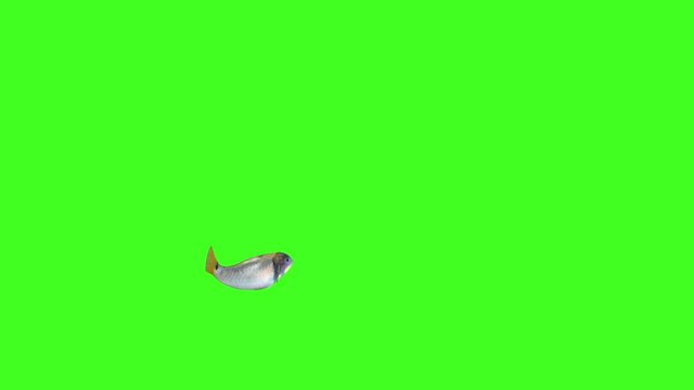 2 Fish Animation, Fish Swim Green Screen Video, 3D Animation, Underwater, Single and Group, Near camera, With Matte, Green screen, Chroma