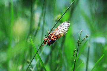 Indiana Cicada