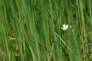 fleurs au milieu de l'herbe