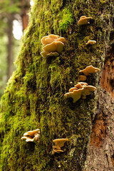 Oyster mushrooms growing on a mossy tree. Pleurotus ostreatus.