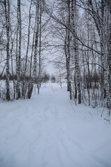 winter in the forest