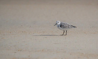 Shorebirds on Atlantic beach shore