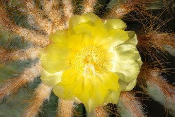 focused stacked cactus with yellow flower