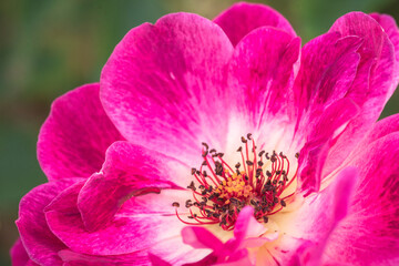pink flower macro close up 
