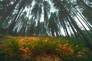 misty morning in the woods

1551 km railroad station, Kishertsky District, Perm Territory, Russia