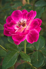 Pink flower in garden