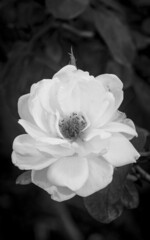 black and white whit flower close up