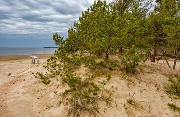 Sand dunes on the coast of the Gulf of Finland in the Leningrad region near the city of Sosnovy Bor.