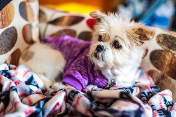 Small puppy sitting on sofa with a winter blanket and coat - 480437755