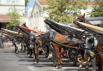 things which considered as fun for humans are torture and cruelity for animals