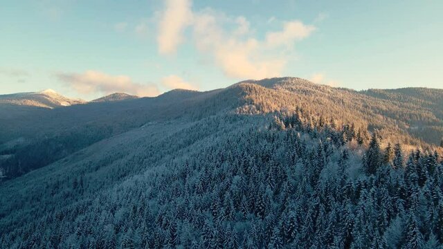 Flight above frozen pines in the mountains. Relaxing winter footage