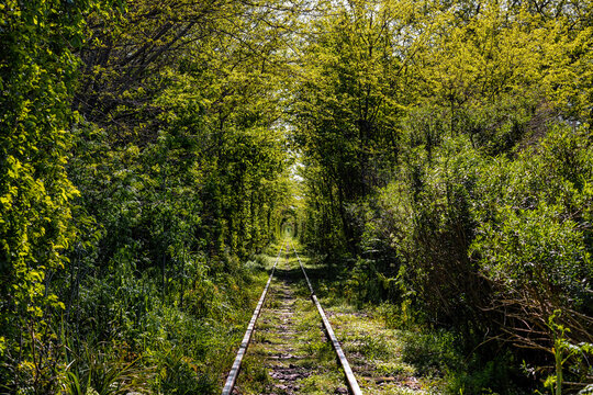 Railway tracks with vegetation tunnel