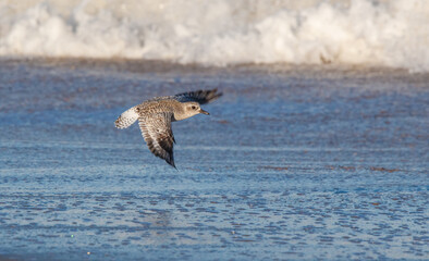 Shorebirds on Atlantic beach shore