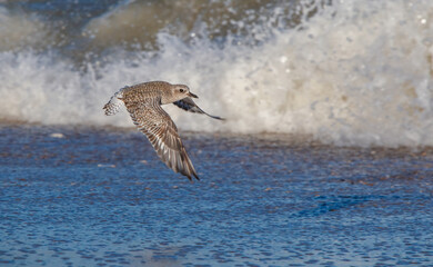 Shorebirds on Atlantic beach shore