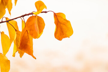 Plant leaves in autumn season in nature environment. Fall season. - 480438359