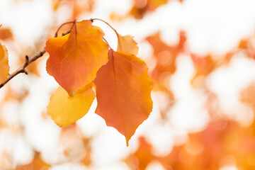 Plant leaves in autumn season in nature environment. Fall season. - 480438364