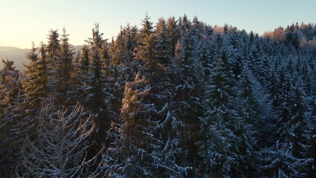 Winter sunset high in the mountains. Aerial camera rotates around tall fir trees