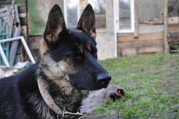 german shepherd dog