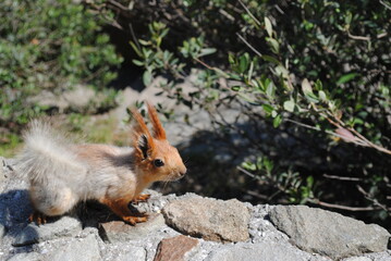 squirrel
