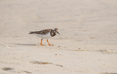 Shorebirds on Atlantic beach shore