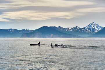 Fototapeta premium Volcanoes of Kamchatka. Travel, tourism and mountaineering on the Kamchatka Peninsula, Russia 