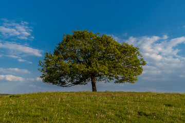 Obraz premium Einzelner Baum