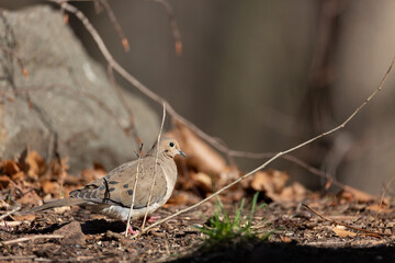 Morning Dove