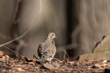 Morning Dove