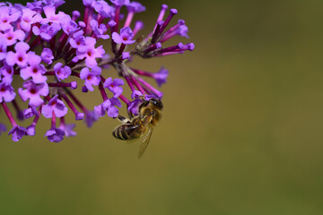 Close-up of a honey bee on the purple flower of a lilac, with a green background with space for text
