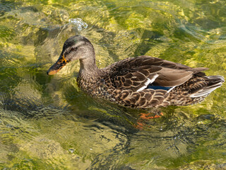 Canard colvert