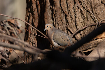 Morning Dove