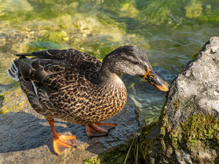 Canard colvert