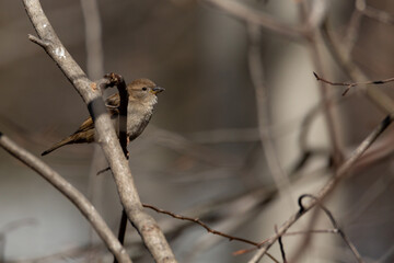 Finch