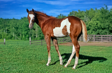 Naklejka na ściany i meble American paint horse colt