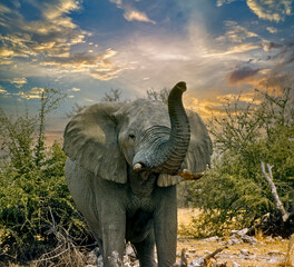 Obraz premium African elephant at sunset