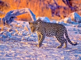 Young African leopard in Etosha