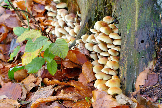 Grünblättrige Schwefelkopf, Hypholoma fasciculare - clustered woodlover or Hypholoma fasciculare in autumn forest