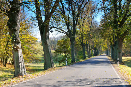 Lindenallee im Herbst - a lime tree avenue in autumn