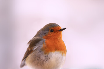 Portrait of a frozen robin sitting on the background of fallen snow