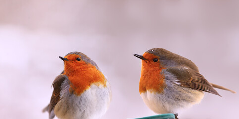 Two frozen robins sit side by side and do not conflict.
