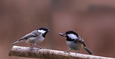Two Coal tit sit on the same branch and look at each other