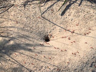Fire Ant Hill