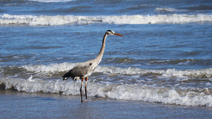 Great Blue Herron