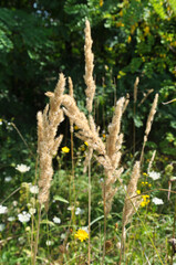 Calamagrostis epigejos grows in the wild.