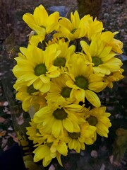bouquet of yellow flowers