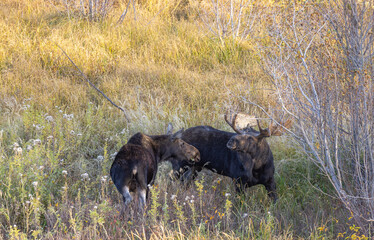 Shiras Moose Bull and Cow Rutting in Wyoming in Autumn