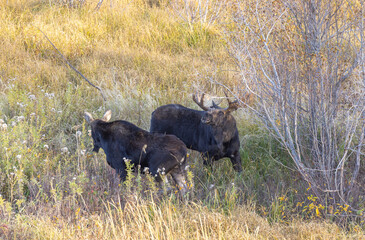 Shiras Moose Bull and Cow Rutting in Wyoming in Autumn